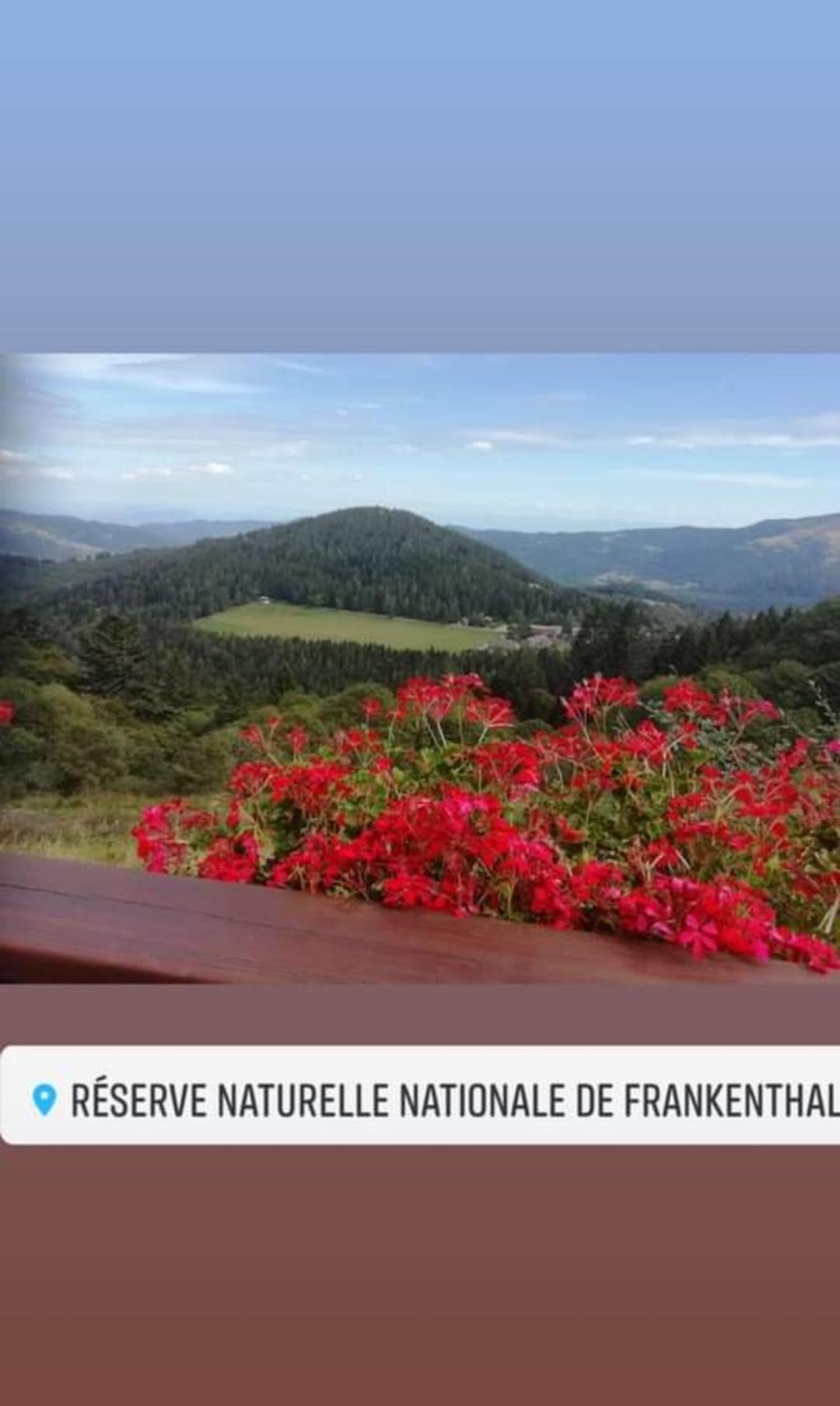Les Studios Du Frankenthal Stosswihr Zewnętrze zdjęcie